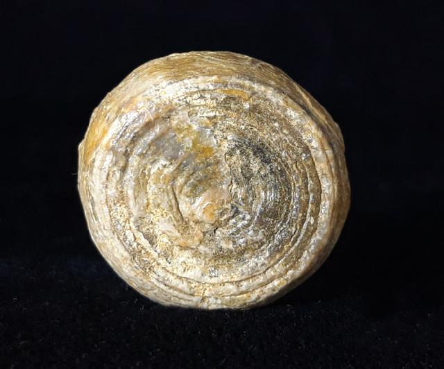 Cycloseris cyclolites (LAMARCK 1815) - Bild © FossNet FossilienStore